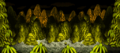 Donkey Kong Country
