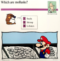 A Mario Quiz Card about mollusks