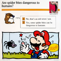 A Mario Quiz Card asking if spider bites can be dangerous